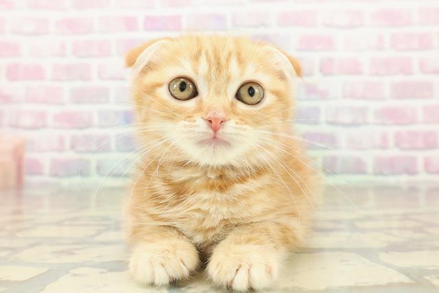 スコティッシュフォールド