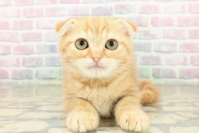 スコティッシュフォールド