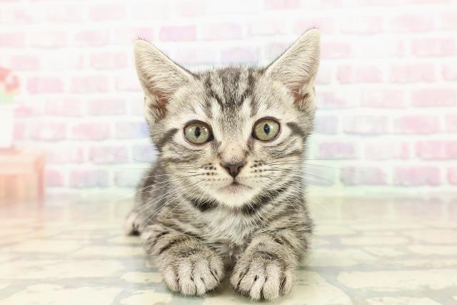 長野県のアメリカンショートヘアー (Coo&RIKUコメリパワー長野東部店/2025年10月3日生まれ/男の子/シルバータビー)の子猫の1枚目の画像