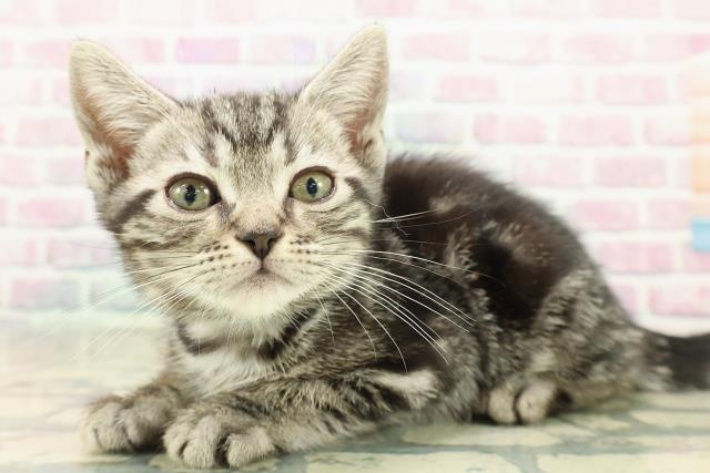 長野県のアメリカンショートヘアー (Coo&RIKUコメリパワー長野東部店/2025年10月3日生まれ/男の子/シルバータビー)の子猫の2枚目の画像