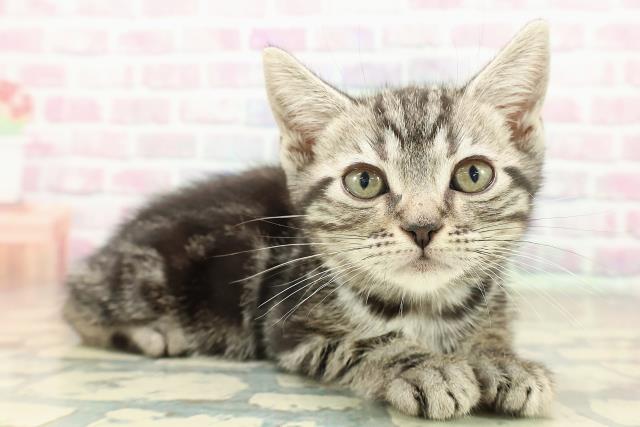 長野県のアメリカンショートヘアー (Coo&RIKUコメリパワー長野東部店/2025年10月3日生まれ/男の子/シルバータビー)の子猫の3枚目の画像