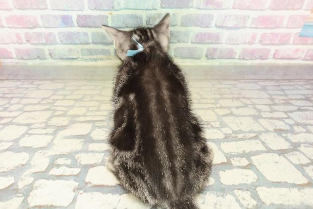 長野県のアメリカンショートヘアー (Coo&RIKUコメリパワー長野東部店/2025年10月3日生まれ/男の子/シルバータビー)の子猫の4枚目の画像