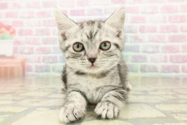 福島県のアメリカンショートヘアー (Coo&RIKU会津若松店/2025年10月3日生まれ/女の子/シルバーパッチドタビー)の子猫の1枚目の画像