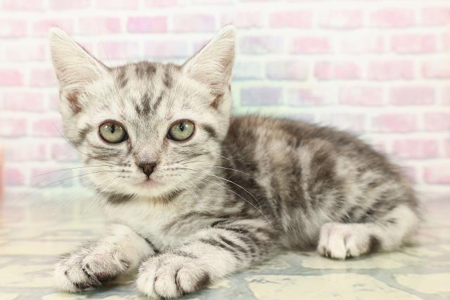 福島県のアメリカンショートヘアー (Coo&RIKU会津若松店/2025年10月3日生まれ/女の子/シルバーパッチドタビー)の子猫の2枚目の画像