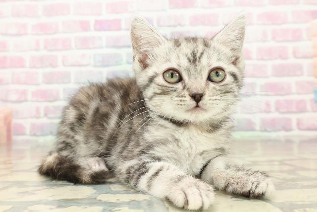 福島県のアメリカンショートヘアー (Coo&RIKU会津若松店/2025年10月3日生まれ/女の子/シルバーパッチドタビー)の子猫の3枚目の画像