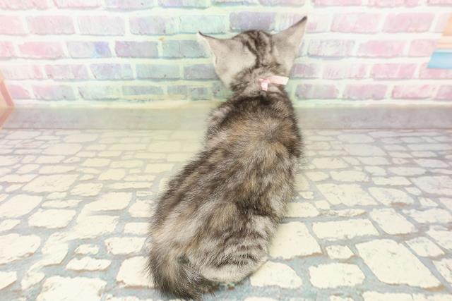 福島県のアメリカンショートヘアー (Coo&RIKU会津若松店/2025年10月3日生まれ/女の子/シルバーパッチドタビー)の子猫の4枚目の画像