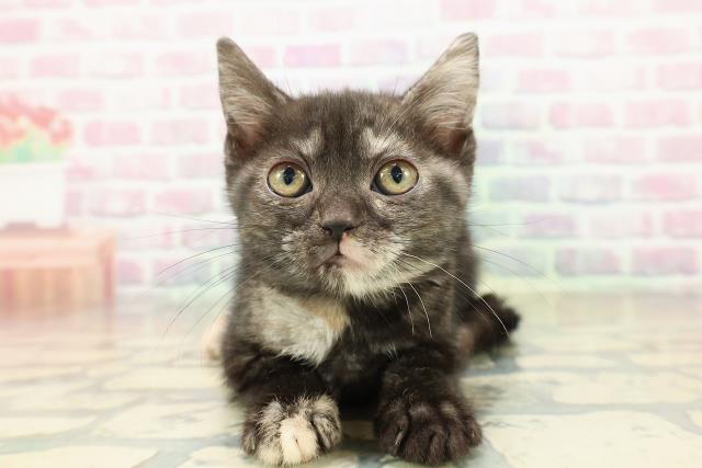 新潟県のアメリカンショートヘアー (Coo&RIKU上越店/2025年10月3日生まれ/女の子/トーティー)の子猫