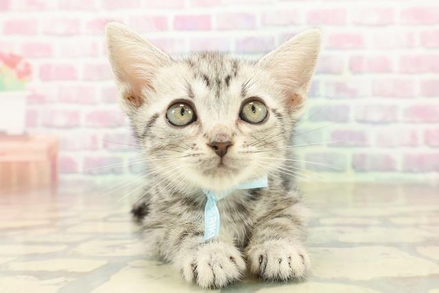 青森県のアメリカンショートヘアー (Coo&RIKU八戸店/2025年10月5日生まれ/男の子/シルバータビー)の子猫の1枚目の画像