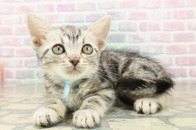 青森県のアメリカンショートヘアー (Coo&RIKU八戸店/2025年10月5日生まれ/男の子/シルバータビー)の子猫の2枚目の画像
