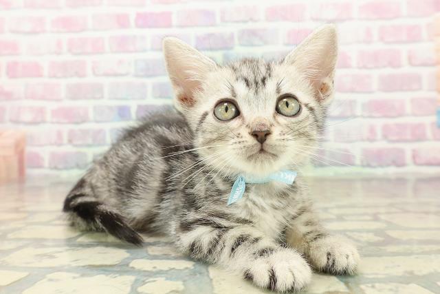 青森県のアメリカンショートヘアー (Coo&RIKU八戸店/2025年10月5日生まれ/男の子/シルバータビー)の子猫の3枚目の画像