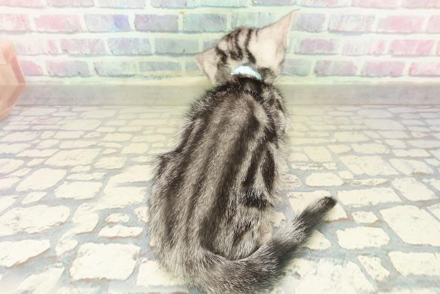 青森県のアメリカンショートヘアー (Coo&RIKU八戸店/2025年10月5日生まれ/男の子/シルバータビー)の子猫の4枚目の画像