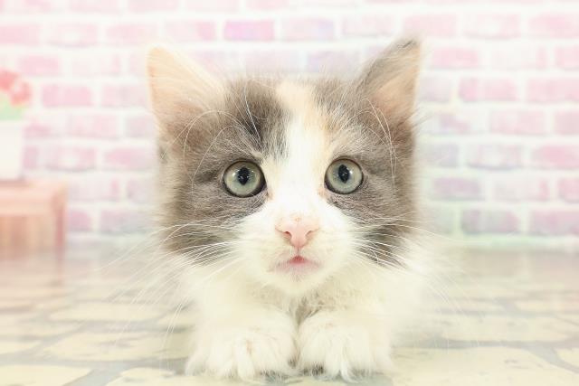 千葉県のノルウェージャンフォレストキャット (Coo&RIKU東船橋店/2025年10月6日生まれ/女の子/ダイリュートキャリコ)の子猫の1枚目の画像