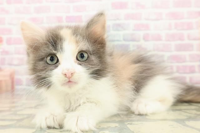 千葉県のノルウェージャンフォレストキャット (Coo&RIKU東船橋店/2025年10月6日生まれ/女の子/ダイリュートキャリコ)の子猫の2枚目の画像