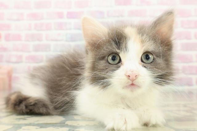 千葉県のノルウェージャンフォレストキャット (Coo&RIKU東船橋店/2025年10月6日生まれ/女の子/ダイリュートキャリコ)の子猫の3枚目の画像