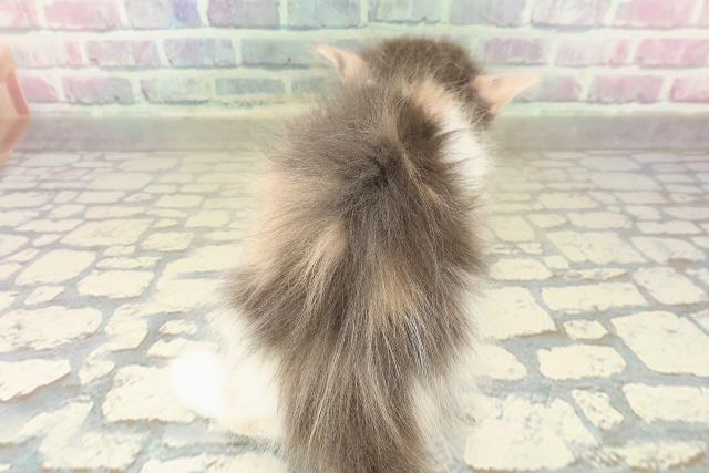 千葉県のノルウェージャンフォレストキャット (Coo&RIKU東船橋店/2025年10月6日生まれ/女の子/ダイリュートキャリコ)の子猫の4枚目の画像