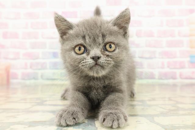 広島県のエキゾチック (Coo&RIKUゆめタウン大竹店/2025年10月7日生まれ/男の子/ブルー)の子猫の1枚目の画像