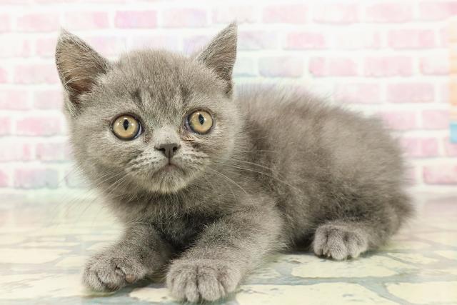 広島県のエキゾチック (Coo&RIKUゆめタウン大竹店/2025年10月7日生まれ/男の子/ブルー)の子猫の2枚目の画像