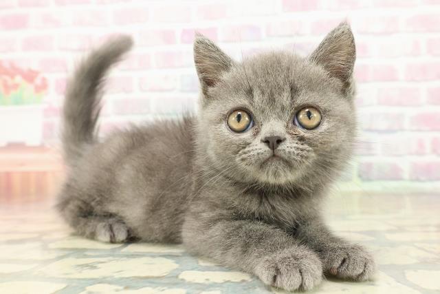 広島県のエキゾチック (Coo&RIKUゆめタウン大竹店/2025年10月7日生まれ/男の子/ブルー)の子猫の3枚目の画像