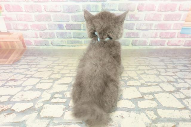 広島県のエキゾチック (Coo&RIKUゆめタウン大竹店/2025年10月7日生まれ/男の子/ブルー)の子猫の4枚目の画像