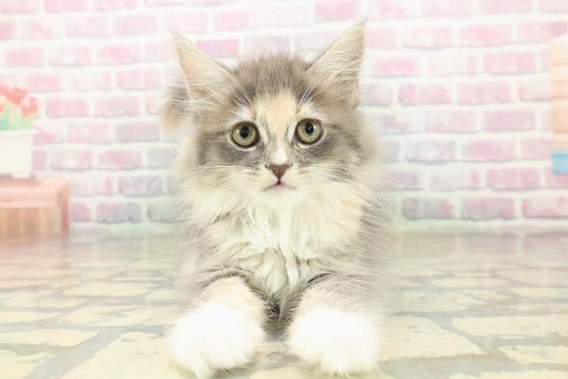 広島県のサイベリアン (Coo&RIKUゆめタウン大竹店/2025年10月7日生まれ/女の子/ブルーパッチドタビーホワイト)の子猫の1枚目の画像