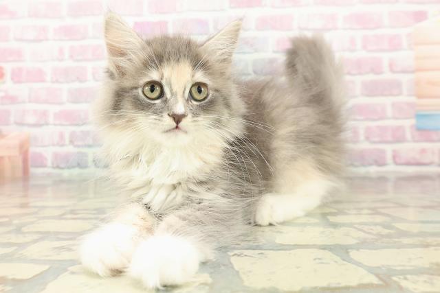 広島県のサイベリアン (Coo&RIKUゆめタウン大竹店/2025年10月7日生まれ/女の子/ブルーパッチドタビーホワイト)の子猫の2枚目の画像