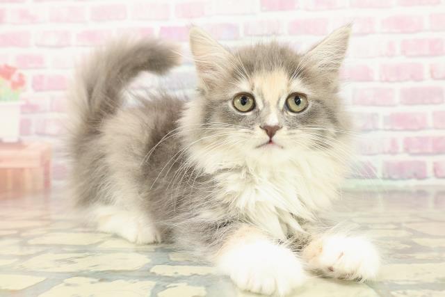 広島県のサイベリアン (Coo&RIKUゆめタウン大竹店/2025年10月7日生まれ/女の子/ブルーパッチドタビーホワイト)の子猫の3枚目の画像