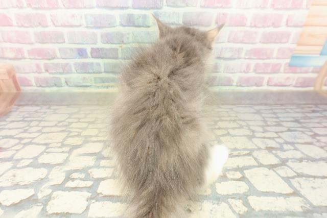 広島県のサイベリアン (Coo&RIKUゆめタウン大竹店/2025年10月7日生まれ/女の子/ブルーパッチドタビーホワイト)の子猫の4枚目の画像