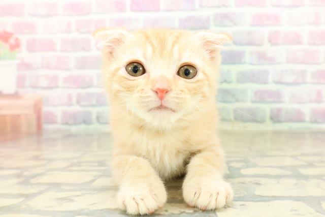 スコティッシュフォールド