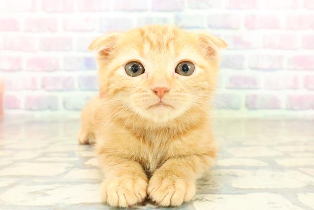 スコティッシュフォールド