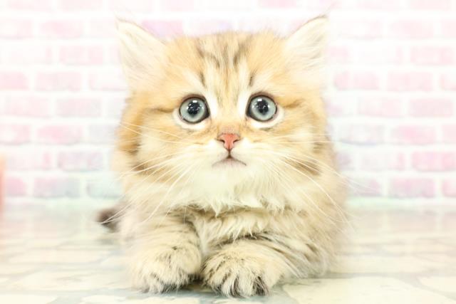 埼玉県のミヌエット (Coo&RIKUアニマルケアセンター大宮/2025年10月18日生まれ/男の子/ブラウンタビー)の子猫の1枚目の画像