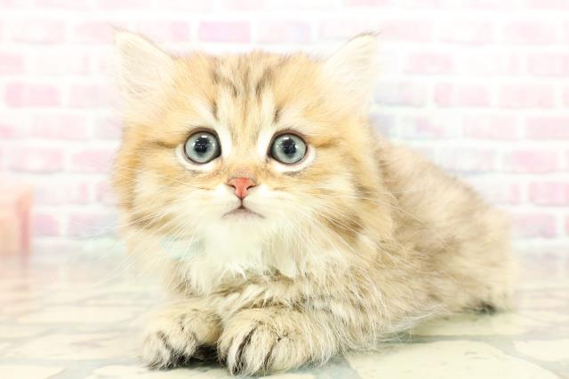 埼玉県のミヌエット (Coo&RIKUアニマルケアセンター大宮/2025年10月18日生まれ/男の子/ブラウンタビー)の子猫の2枚目の画像