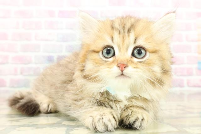 埼玉県のミヌエット (Coo&RIKUアニマルケアセンター大宮/2025年10月18日生まれ/男の子/ブラウンタビー)の子猫の3枚目の画像