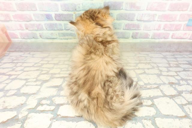 埼玉県のミヌエット (Coo&RIKUアニマルケアセンター大宮/2025年10月18日生まれ/男の子/ブラウンタビー)の子猫の4枚目の画像