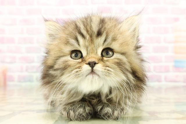 東京都のミヌエット (Coo&RIKU立川店/2025年10月18日生まれ/男の子/ブラウンタビー)の子猫の1枚目の画像