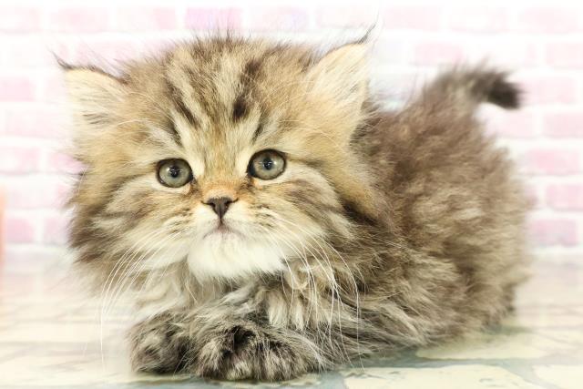 東京都のミヌエット (Coo&RIKU立川店/2025年10月18日生まれ/男の子/ブラウンタビー)の子猫の2枚目の画像