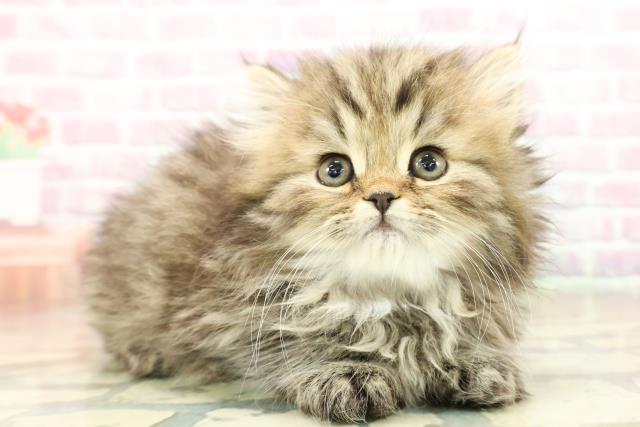 東京都のミヌエット (Coo&RIKU立川店/2025年10月18日生まれ/男の子/ブラウンタビー)の子猫の3枚目の画像