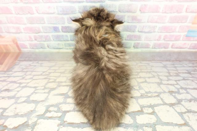 東京都のミヌエット (Coo&RIKU立川店/2025年10月18日生まれ/男の子/ブラウンタビー)の子猫の4枚目の画像