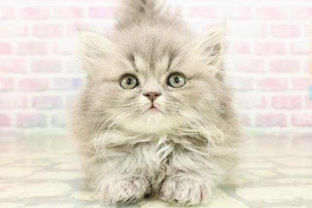 神奈川県のミヌエット (Coo&RIKU日吉店/2025年10月18日生まれ/男の子/ブルータビー)の子猫の1枚目の画像