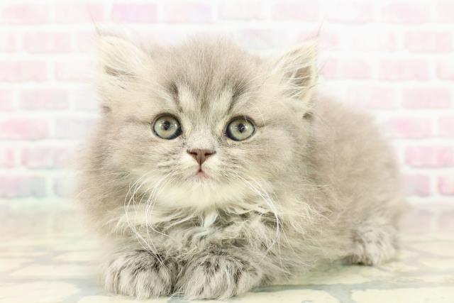 神奈川県のミヌエット (Coo&RIKU日吉店/2025年10月18日生まれ/男の子/ブルータビー)の子猫の2枚目の画像