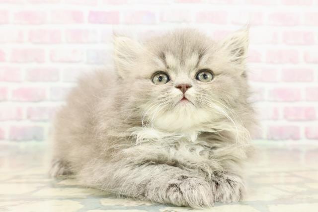 神奈川県のミヌエット (Coo&RIKU日吉店/2025年10月18日生まれ/男の子/ブルータビー)の子猫の3枚目の画像