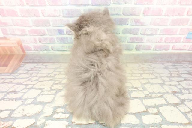 神奈川県のミヌエット (Coo&RIKU日吉店/2025年10月18日生まれ/男の子/ブルータビー)の子猫の4枚目の画像