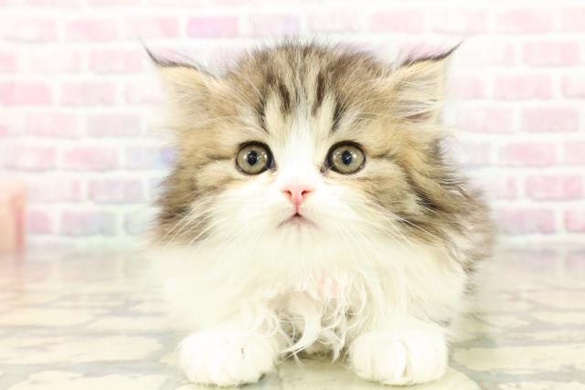 東京都のミヌエット (Coo&RIKU吉祥寺店/2025年10月18日生まれ/女の子/ブラウンタビーホワイト)の子猫の1枚目の画像