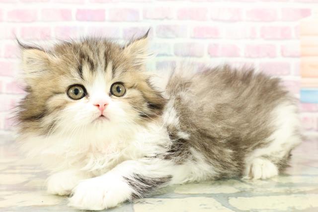 東京都のミヌエット (Coo&RIKU吉祥寺店/2025年10月18日生まれ/女の子/ブラウンタビーホワイト)の子猫の2枚目の画像