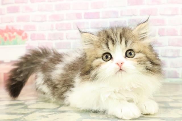 東京都のミヌエット (Coo&RIKU吉祥寺店/2025年10月18日生まれ/女の子/ブラウンタビーホワイト)の子猫の3枚目の画像