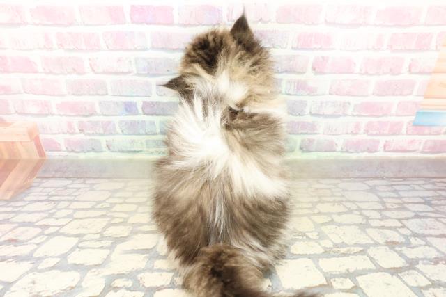 東京都のミヌエット (Coo&RIKU吉祥寺店/2025年10月18日生まれ/女の子/ブラウンタビーホワイト)の子猫の4枚目の画像