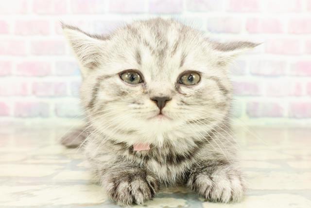 東京都のミヌエット (Coo&RIKU吉祥寺店/2025年10月18日生まれ/女の子/シルバータビー)の子猫の1枚目の画像