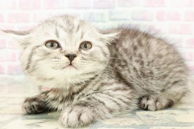 東京都のミヌエット (Coo&RIKU吉祥寺店/2025年10月18日生まれ/女の子/シルバータビー)の子猫の2枚目の画像