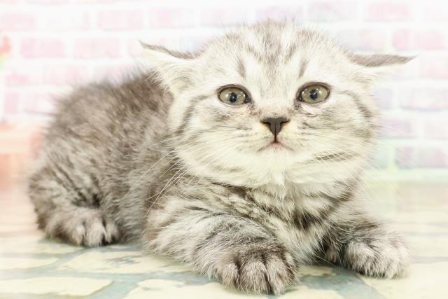 東京都のミヌエット (Coo&RIKU吉祥寺店/2025年10月18日生まれ/女の子/シルバータビー)の子猫の3枚目の画像