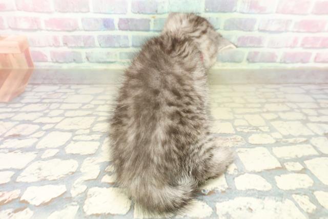 東京都のミヌエット (Coo&RIKU吉祥寺店/2025年10月18日生まれ/女の子/シルバータビー)の子猫の4枚目の画像