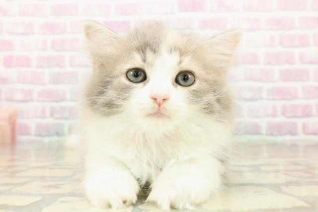 東京都のラガマフィン (Coo&RIKU中野サンモール店/2025年10月17日生まれ/女の子/ダイリュートキャリコ)の子猫の1枚目の画像